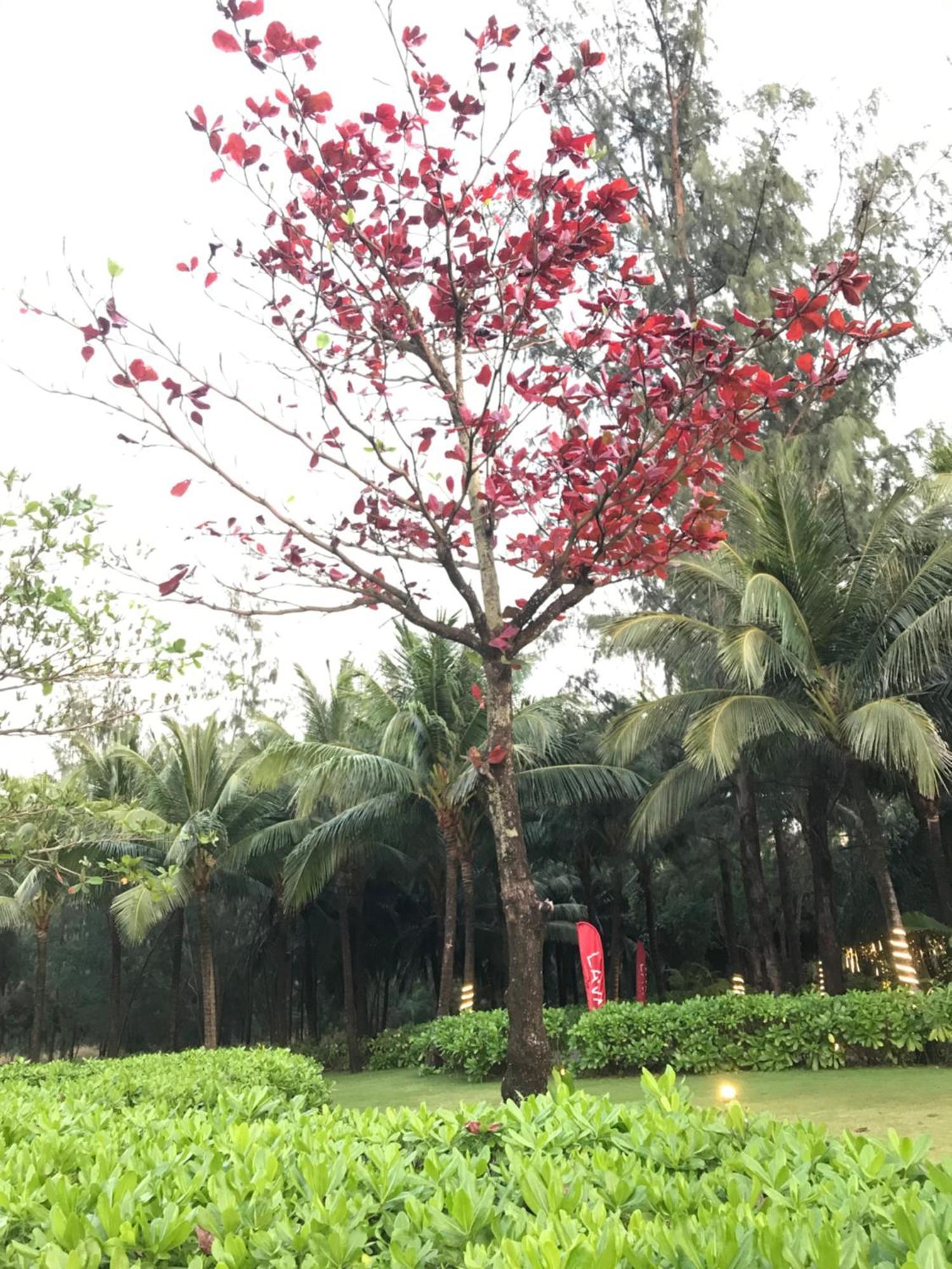 Kalia Hotel Phu Quoc Luaran gambar